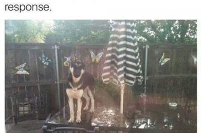 Вот оно - неповиновение 