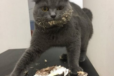 Я ни о чём не жалею 