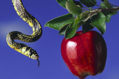 Фрукт с изумительным вкусом