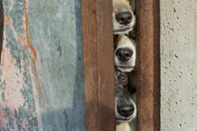 При забавные животные 