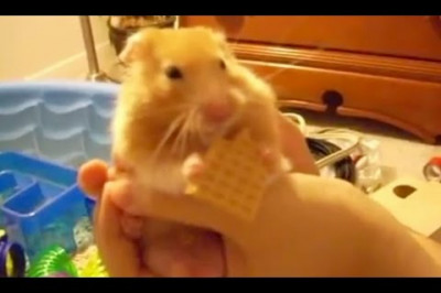 Смешные хомячки 