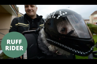 Собака - байкер 