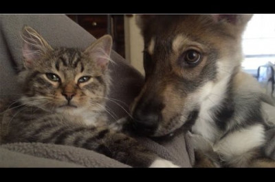 Стали лучшими друзьями 