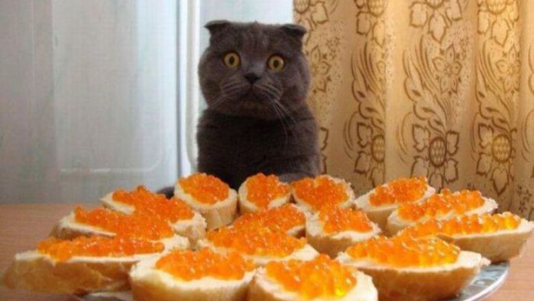 Удивление кота от бутербродов с икрой