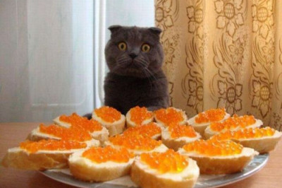 Удивление кота от бутербродов с икрой