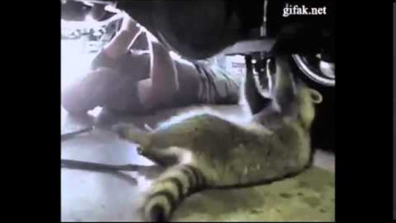 Кот , енот, панда 