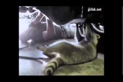 Кот , енот, панда 