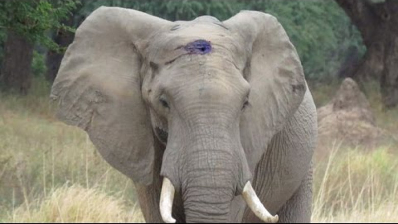 Люди спасли слона 