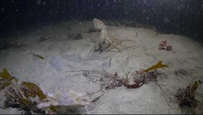 Охота красного осьминога за крабом 