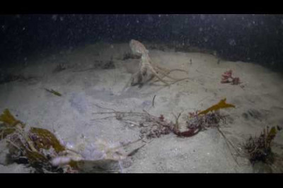 Охота красного осьминога за крабом 