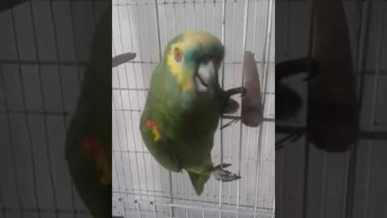 Поющий попугай 