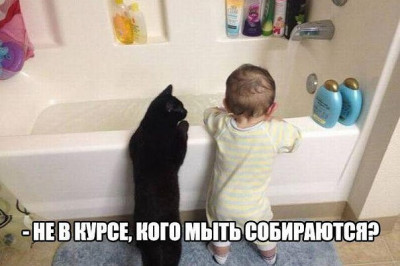 Решил помыть кота