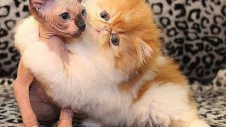 Сфинкс греется