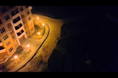 Собаки бегают за лазерной указкой