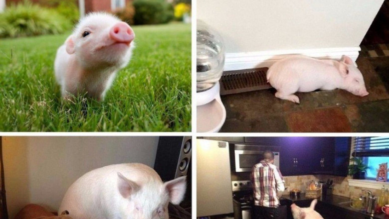 Свинка домашний питомец