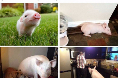 Свинка домашний питомец