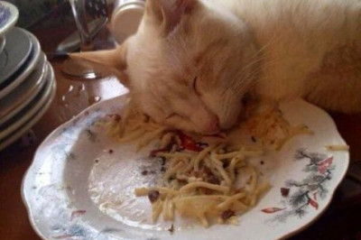 Уснул в тарелке