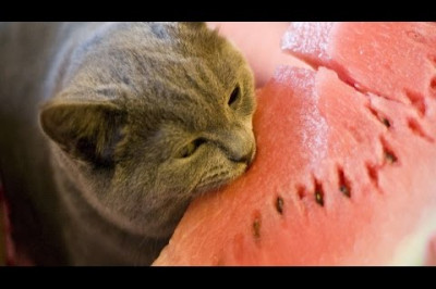 Весёлые котики 