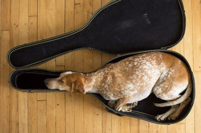 Хочешь спать ? Спи!