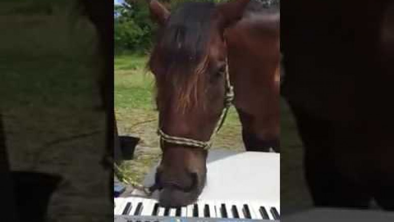 Конь пианист