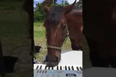 Конь пианист