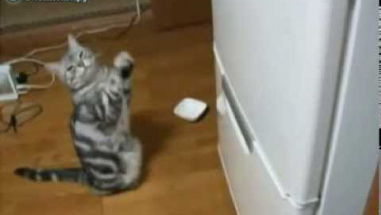Кот молится на холодильник