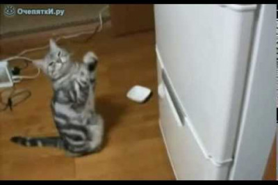Кот молится на холодильник
