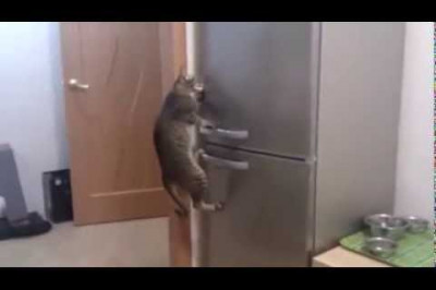 Кот открывает холодильник