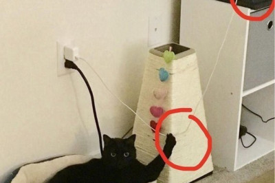 Кот в шутки не играет