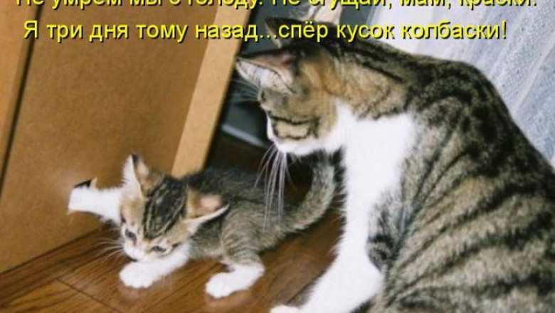 Котоматрица для настроения 