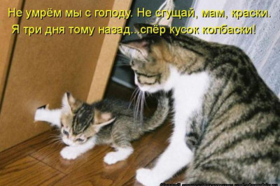 Котоматрица для настроения 