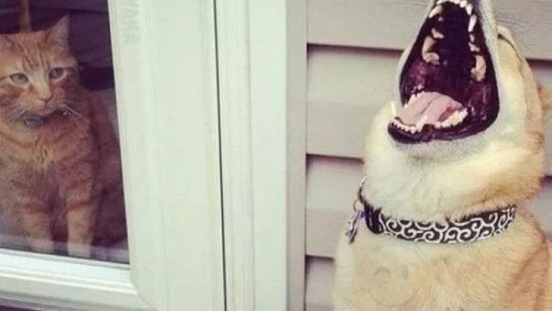 Нет справедливости