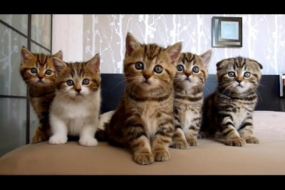 Полосатые хулиганы 