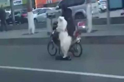 Собака на самокате 