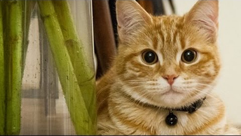 Вреднющие котэ