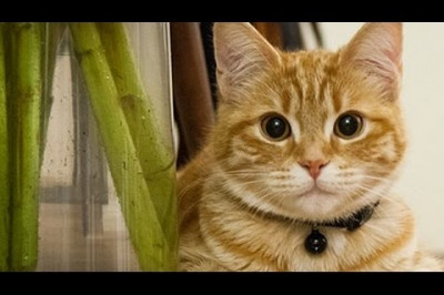 Вреднющие котэ