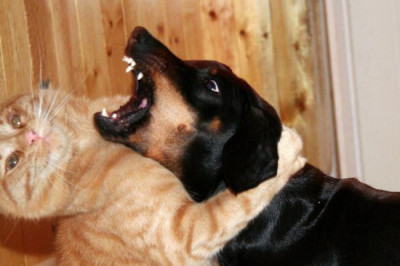 Забавные малыши и животные 