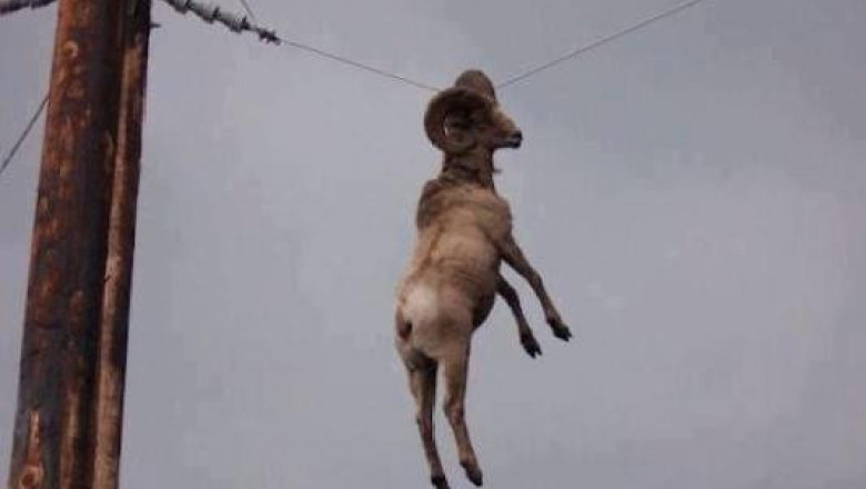 Животные на проводах