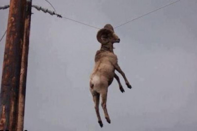 Животные на проводах