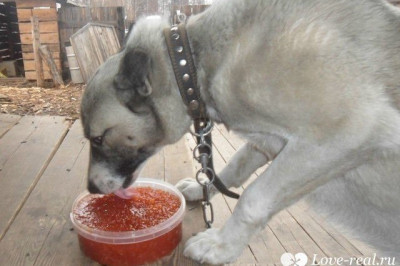 Икра для домашних питомцев