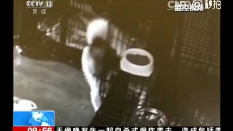 Хаски сбежал из клетки в ветлечебнице , освободив по пути своих приятелей 