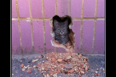 Кот Чака Норриса