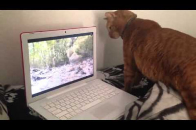 Кот ловит белку в ноутбуке
