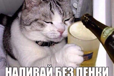 Кот любитель пива