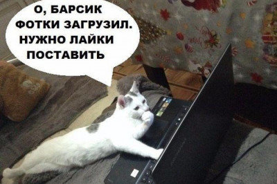 Коты общаются в сети