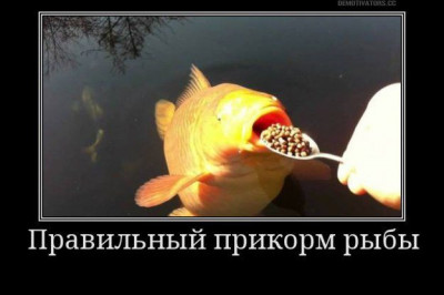 Правильная прикормка
