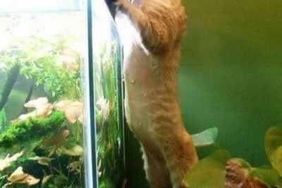 Прикормил рыбок