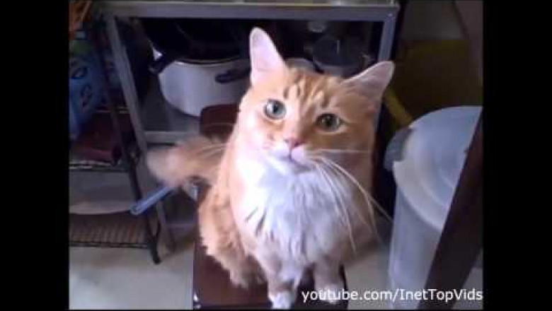 Смешные и забавные котики 