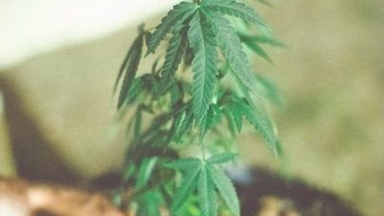 Уход за растениями