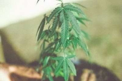 Уход за растениями